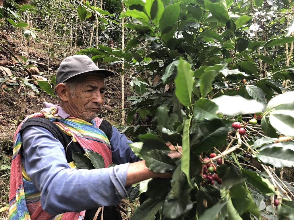 Cueillette café Maranura